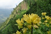 83 Genziana maggiore (Gentiana lutea)